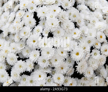 Crisantemi bianco sullo sfondo Foto Stock