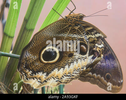 Gigante farfalla Civetta (Caligo memnon), Mindo, Ecuador Foto Stock