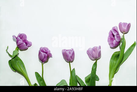 Lilla tulipani Fiori su fondo bianco, bello sfondo, close-up Foto Stock