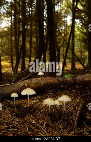 Cofano comuni funghi Mycena galericulata crescente nel bosco. Foto Stock