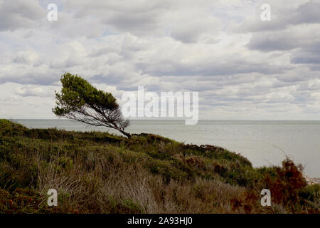 Una struttura ad albero spazzate dal vento wonky cresciuto sulla cima di una scogliera costiera Foto Stock