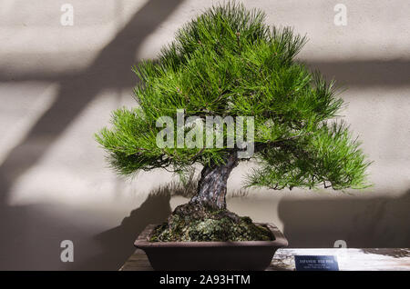 Vista del paesaggio di un rosso giapponese bonsai di pino (pinus densiflora) su una tabella interna con il nome scientifico di etichetta sul lato Foto Stock