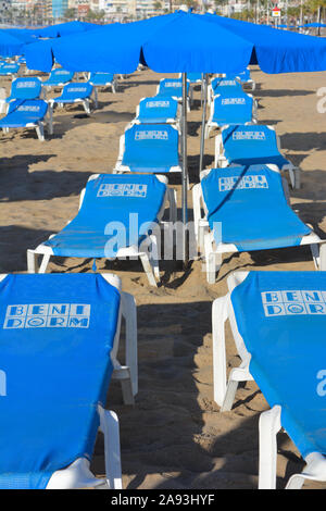 Lettini e ombrelloni a noleggio su Playa Levante Beach, la mattina presto. Benidorm, Provincia di Alicante, Spagna Foto Stock