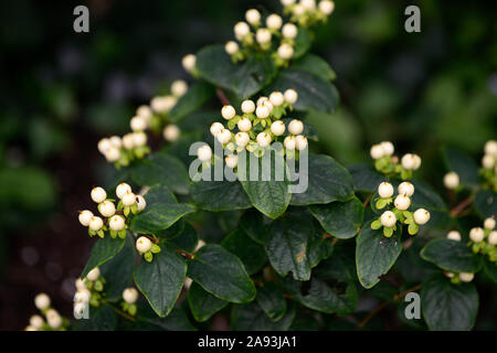 Hypericum x inodorum magica bianco,l'erba di San Giovanni Bianco,bacche,berrys,pianta medicinale,piante, arbusti,arbusti,giardino,RM Floral Foto Stock