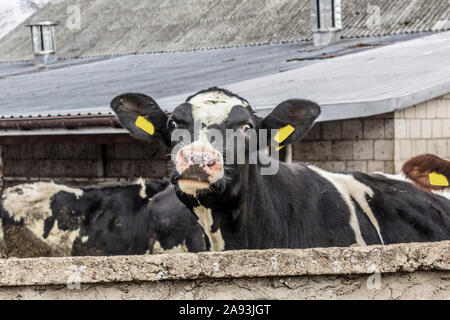Un bianco e nero giovenca si erge dietro un muro. Davanti al cortile di una fattoria di caseificio. Podlaskie. La Polonia. Foto Stock