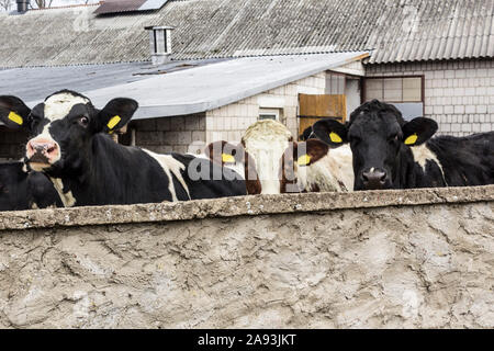 Tre le giovenche di stare dietro un recinto di cemento. Davanti al cortile di una fattoria di caseificio. Podlaskie. La Polonia. Foto Stock