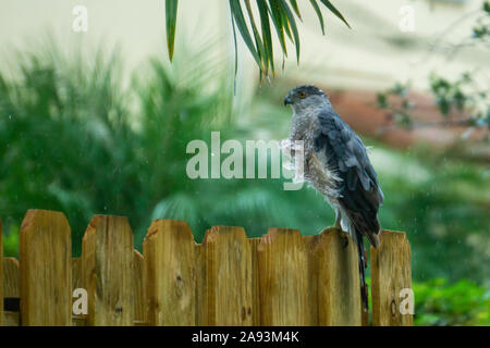 Cooper's Hawk (Accipiter cooperii) seduto su una recinzione sotto la pioggia con vento che soffia le sue piume, Stuart, Florida, Martin County, USA Foto Stock