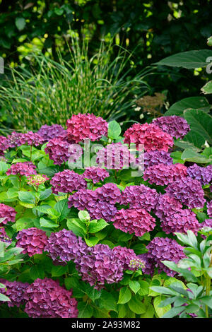 Hydrangea macrophylla,mophead hydrangea,blu,viola,fiore,fiori,l'infiorescenza,ortensie,RM Floral Foto Stock