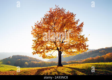 Maestoso faggio con raggi di sole in autunno mountain valley. Drammatica serata colorata scena. Carpazi, Ucraina. Fotografia di paesaggi Foto Stock