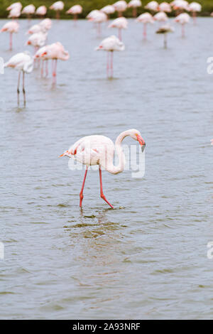 Outsider fenicottero rosa su un lago di stagno con molti fenicotteri nella La Camargue zone umide Foto Stock