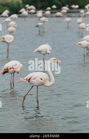 Outsider fenicottero rosa su un lago di stagno con molti fenicotteri nella La Camargue zone umide Foto Stock