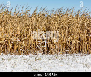 Cornfield con stocchi di mais e spighe di grano coperto di neve. un inizio inverno tempesta di neve ha fermato la raccolta del granoturco nel Midwest Foto Stock