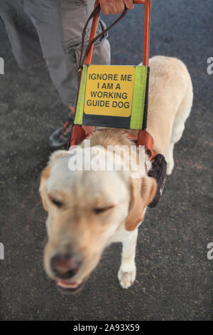 Uomo cieco in piedi con cane da servizio Foto Stock