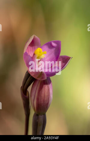 Thelymitra carnea, Rosa Sun-orchid Foto Stock