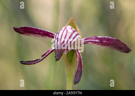 Pyrorchis nigricans, rosso-becchi Orchid Foto Stock