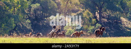 Un cowboy imbrancandosi di corse di cavalli selvatici in bella luce del sole nella spettacolare campagna australiana Foto Stock