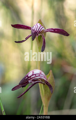 Pyrorchis nigricans, rosso-becchi Orchid Foto Stock