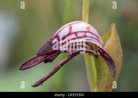 Pyrorchis nigricans, rosso-becchi Orchid Foto Stock