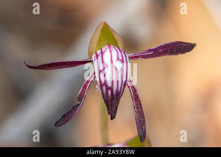 Pyrorchis nigricans, rosso-becchi Orchid Foto Stock