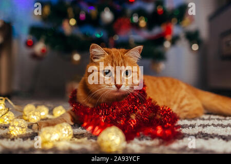Lo zenzero cat giocando con una ghirlanda sotto albero di Natale. Natale e Anno Nuovo concetto Foto Stock