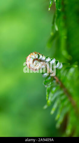 Primo piano di un fienile anteriore unfurling, Netterfield Garden; Bothell, Washington, Stati Uniti d'America Foto Stock