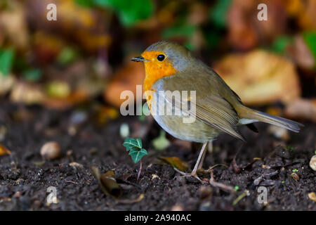 British Robin - Gran Bretagna il giardino preferito bird. Foto Stock