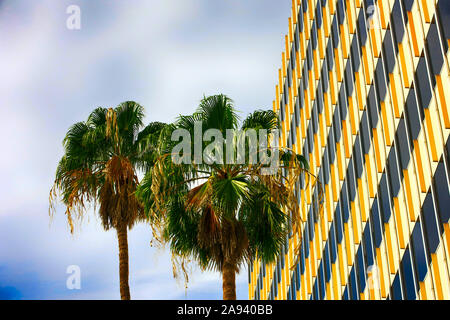 Ventola della California palme nel centro cittadino di Tucson AZ Foto Stock