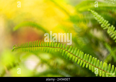 Fogliame verde brillante su un fronte di felce in giardini botanici sulla strada per Haleakala; Maui, Hawaii, Stati Uniti d'America Foto Stock