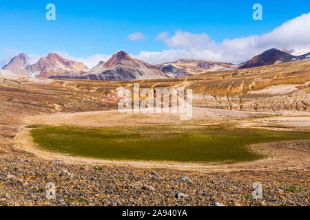 Una macchia di vegetazione isolata nella valle altrimenti sterile Di diecimila fuma nel Parco Nazionale di Katmai e nella riserva Foto Stock