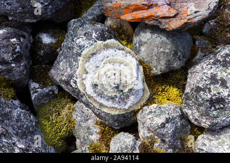 Rocce di copertura lichene e muschio sulla morena del ghiacciaio Peters nel Denali National Park and Preserve; Alaska, Stati Uniti d'America Foto Stock