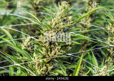 Pianta di cannabis in fase di fioritura in una stanza di crescita serra; Cave Junction, Oregon, Stati Uniti d'America Foto Stock