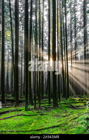 Il sole attraversa l'aria nebbiosa in una foresta pluviale e un pavimento boschivo coperto di muschio verde luminoso; British Columbia, Canada Foto Stock