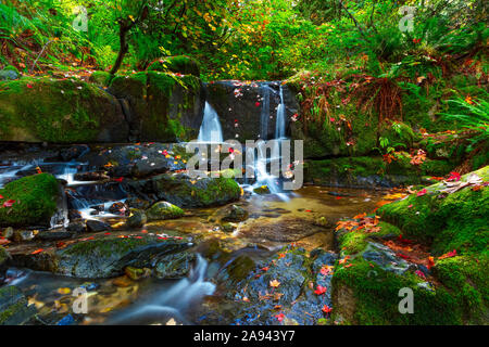 Cascate a cascata nel torrente Anderson con lussureggiante fogliame; Maple Ridge, British Columbia, Canada Foto Stock