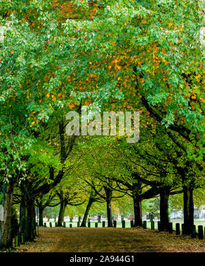 Strada coperta con foglie caduti sotto un baldacchino di alberi in autunno, Trout Creek Park; Vancouver, British Columbia, Canada Foto Stock