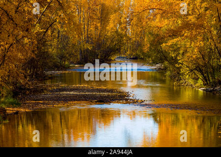 Fogliame d'oro sugli alberi lungo Mission Creek in autunno; Kelowna, British Columbia, Canada Foto Stock