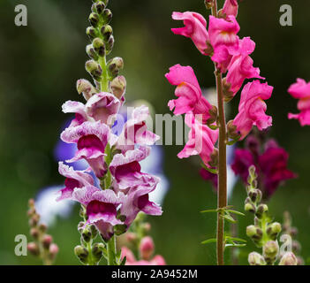 Snapdragons (Antirrhinum) fioriscono in un giardino fiorito dell'Oregon; Astoria, Oregon, Stati Uniti d'America Foto Stock