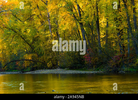 Fogliame autunnale sugli alberi lungo Mission Creek; British Columbia, Canada Foto Stock