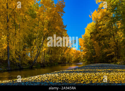 Fogliame autunnale sugli alberi lungo Mission Creek; British Columbia, Canada Foto Stock