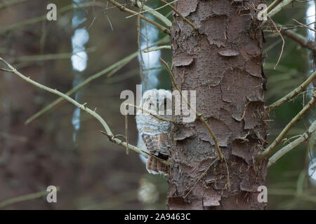 Giovane allocco nella foresta Foto Stock