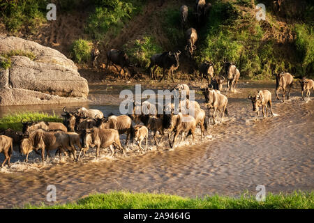 Confusione di wildebeest blu (Connochaetes taurinus) che attraversa il fiume poco profondo, campo safari di Cottar degli anni 20, riserva nazionale di Maasai Mara; Tanzania Foto Stock