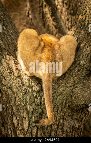 Coda di cucciolo di leone (Panthera leo) che giace nell'albero, campo Tentato di Grumeti Serengeti, campo Nazionale di Serengeti; Tanzania Foto Stock