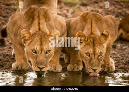 Due leonesse (Panthera leo) stanno bevendo dal buco dell'acqua, campo Tented Grumeti Serengeti, Parco Nazionale Serengeti; Tanzania Foto Stock