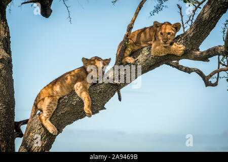 Due cuccioli di leone (Panthera leo) giacciono sul ramo dell'albero, campo Tented Grumeti Serengeti, Parco Nazionale Serengeti; Tanzania Foto Stock