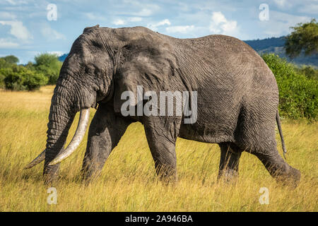 L'elefante afoso africano del cespuglio (Loxodonta africana) cammina attraverso l'erba lunga, il campo ammaccato di Grumeti Serengeti, il parco nazionale di Serengeti; la Tanzania Foto Stock