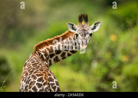 Primo piano di Masai giraffe polpaccio (Giraffa camelopardalis tippelskirchii) collo torcente, campo di Klein, Parco Nazionale di Serengeti; Tanzania Foto Stock