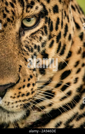 Primo piano estremo di un leopardo maschio (Panthera pardus) che fissava la fotocamera. Ha un marrone, cappotto macchiato, whiskers e un occhio verde, Cottar anni '20 ... Foto Stock