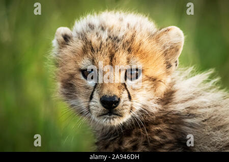 Ghepardo (Acinonyx jubatus) seduto a guardare la macchina fotografica, Grumeti Serengeti Tented Camp, Parco Nazionale Serengeti; Tanzania Foto Stock