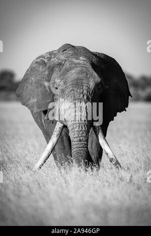 Monocromo di elefante aftoso africano (Loxodonta africana) in erba, campo Tented Grumeti Serengeti, Parco Nazionale Serengeti; Tanzania Foto Stock