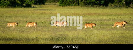 Panorama di due leonesse e tre cubetti (Panthera leo), campo Tentato di Grumeti Serengeti, Parco Nazionale di Serengeti; Tanzania Foto Stock