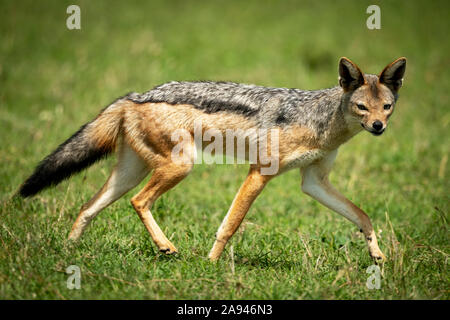 Il jackal con retro nero (Canis mesomelas) corre attraverso la telecamera a vista d'erba, il campo safari di Cottar degli anni '20, la riserva nazionale di Maasai Mara; Kenya Foto Stock